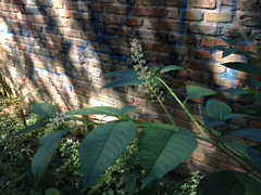 Phytolacca americana