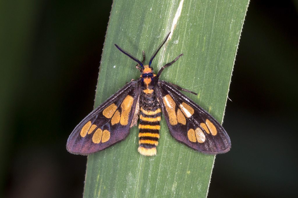 Eressa geographica