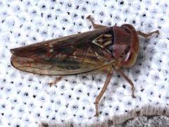 Rosopaella kirkaldyi