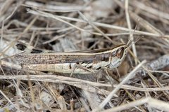 Macrotona securiformis