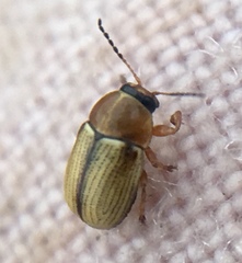 Cryptocephalus fulvus