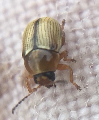 Cryptocephalus fulvus