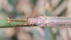 Distoleon bistrigatus