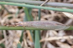 Distoleon bistrigatus