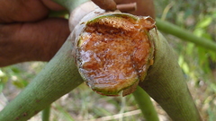 Philodendron pedatum