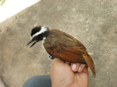 Pitangus sulphuratus