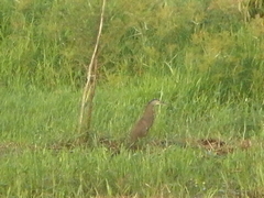 Tigrisoma mexicanum