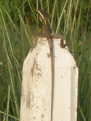 Basiliscus vittatus