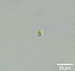 Cryptista