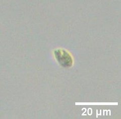 Cryptista