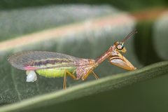 Campion tenuistrigus