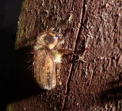 Odontria striata