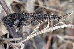 Glenoleon pulchellus