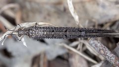 Glenoleon pulchellus