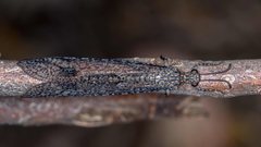 Glenoleon meteoricus