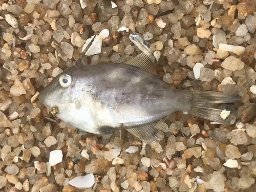 Grooved filefish (Paramonacanthus sulcatus) — Monacanthidae — 3