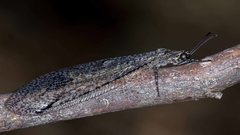 Glenoleon meteoricus