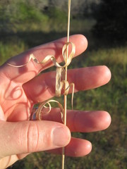 Panicum hallii