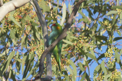 Parvipsitta porphyrocephala