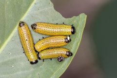 Paropsisterna fastidiosa