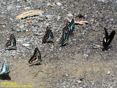 Graphium doson postianus