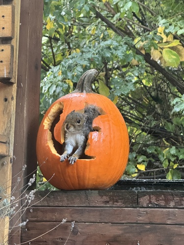 Eastern Gray Squirrel photographed in Washington