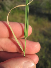 Panicum hallii