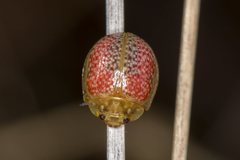 Paropsisterna fastidiosa