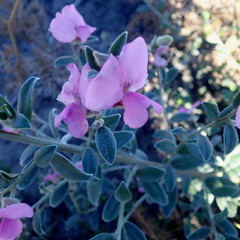 Podalyria burchellii