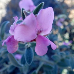 Podalyria burchellii
