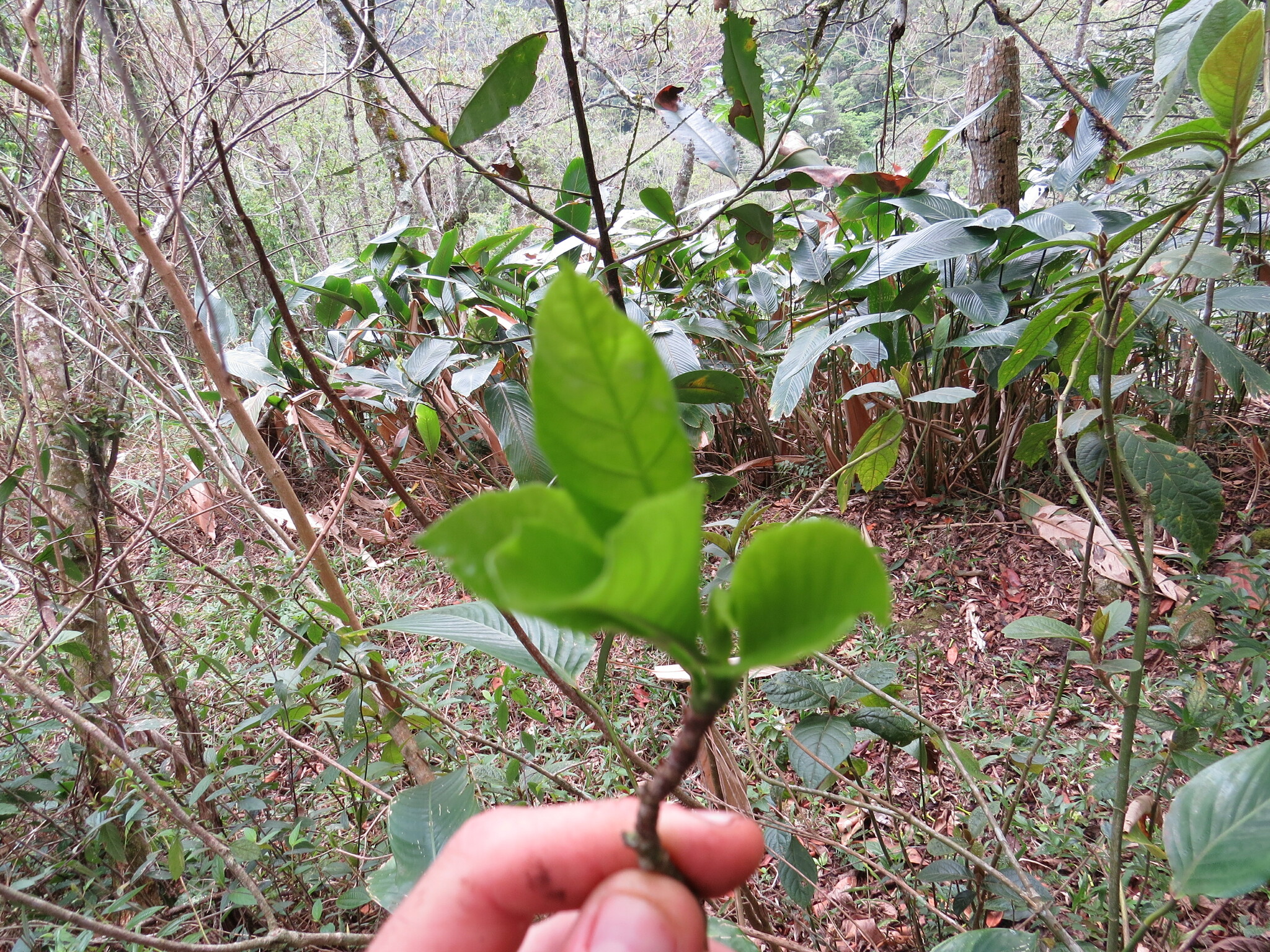 Imagem de Dendê-bravo