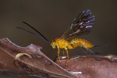 Theronia steindachneri