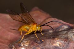 Theronia steindachneri