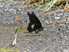 Papilio castor formosanus