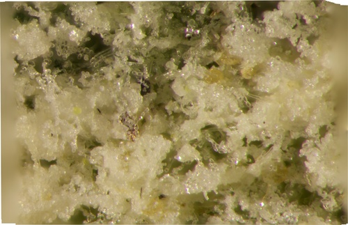 apple powdery mildew