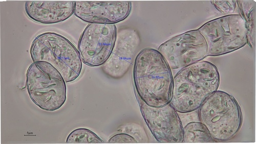 apple powdery mildew