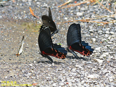 Papilio thaiwanus