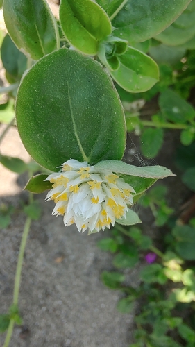 Amor seco (Gomphrena serrata)