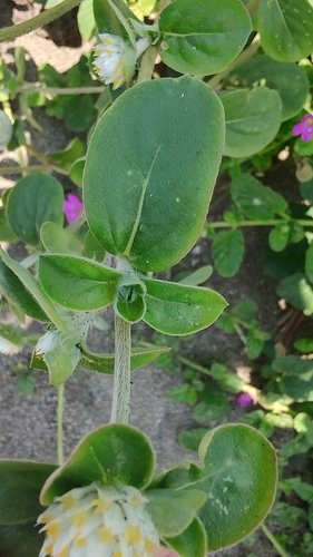 Amor seco (Gomphrena serrata)