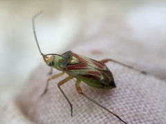 Calocoris roseomaculatus