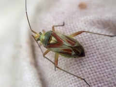 Calocoris roseomaculatus