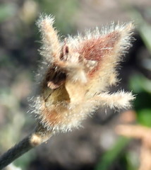 Podalyria burchellii