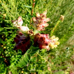Penaea cneorum gigantea
