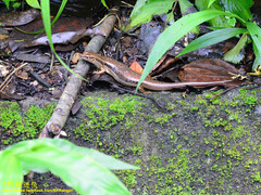 Sphenomorphus indicus