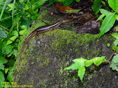 Sphenomorphus indicus