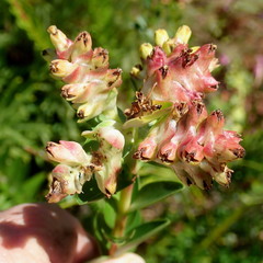 Penaea cneorum gigantea
