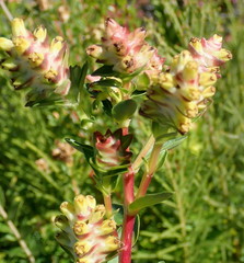 Penaea cneorum gigantea