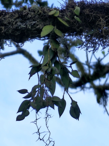Image of Dendrobium pugioniforme by (c) Richard Dimon, some rights reserved (CC BY)