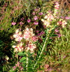 Penaea cneorum gigantea