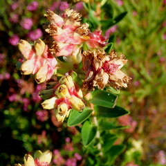 Penaea cneorum gigantea
